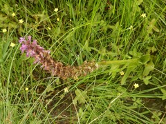 Dactylorhiza elata