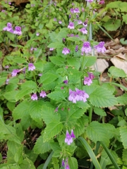 Clinopodium grandiflorum