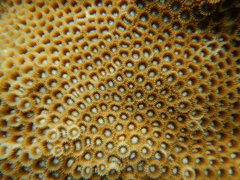 Paramontastraea serageldini