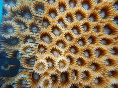 Paramontastraea serageldini