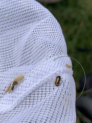 Cryptocephalus vittatus