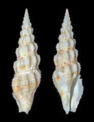 Pseudomelatomidae