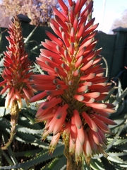 Aloe arborescens