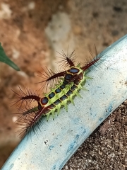 Phocoderma