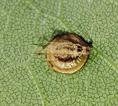Dyscritulus planiceps