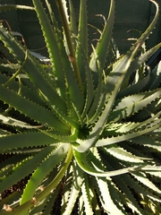 Aloe arborescens