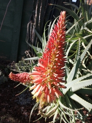 Aloe arborescens