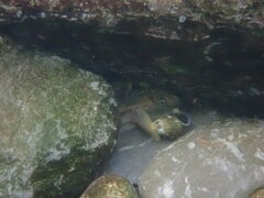 Sicyopterus japonicus