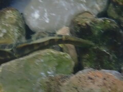 Sicyopterus japonicus