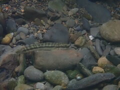 Sicyopterus