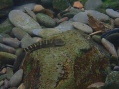 Sicyopterus japonicus