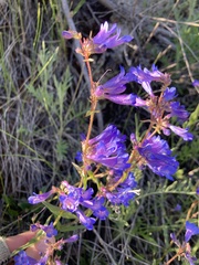 Penstemon albertinus