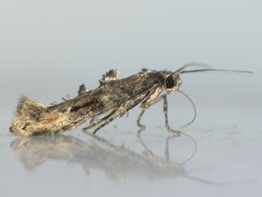 Epermenia albapunctella