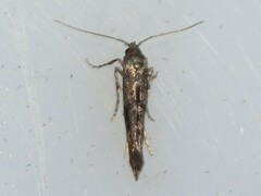 Epermenia albapunctella