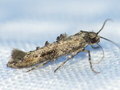 Epermenia albapunctella