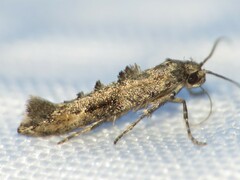 Epermenia albapunctella