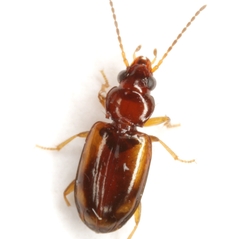 Tachys pulchellus