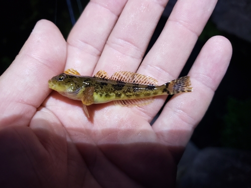 Slanke donderpad (Cottus tenuis) — Cottidae — 2