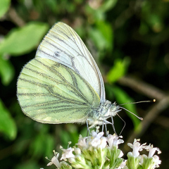 Pieris napi