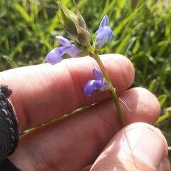 Salvia laevis