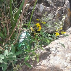 Crotalaria mollicula