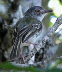 Pearly-Vented Tody-Tyrant photo 3