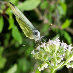 Pieris napi