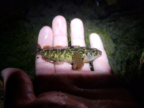 Marbled sculpin (Cottus klamathensis) — Cottidae — 2