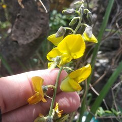 Crotalaria mollicula
