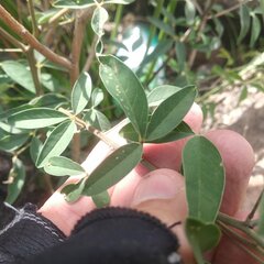 Crotalaria mollicula