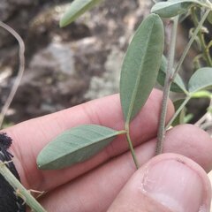 Crotalaria mollicula