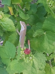 Anolis carolinensis