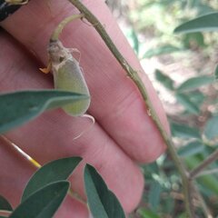 Crotalaria mollicula