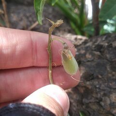 Crotalaria mollicula