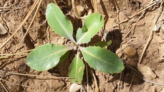 Streptanthus campestris