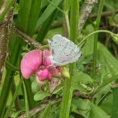 Celastrina argiolus