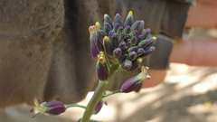 Streptanthus campestris