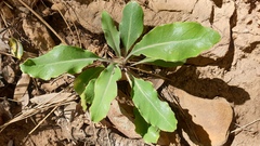 Streptanthus campestris