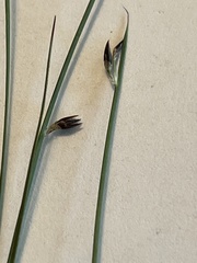 Juncus drummondii