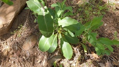 Streptanthus campestris