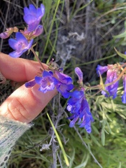 Penstemon albertinus