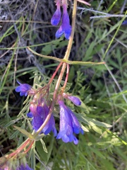 Penstemon albertinus
