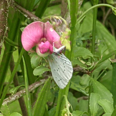 Celastrina argiolus