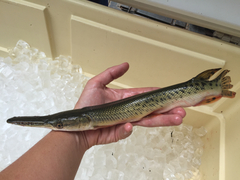 Atractosteus spatula