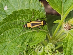 Chauliognathus nigriceps