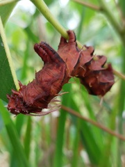 Citheronia phoronea