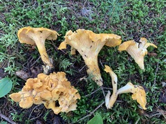 Cantharellus camphoratus