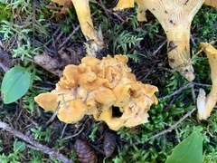 Cantharellus camphoratus