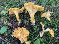 Cantharellus camphoratus