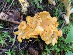 Cantharellus camphoratus